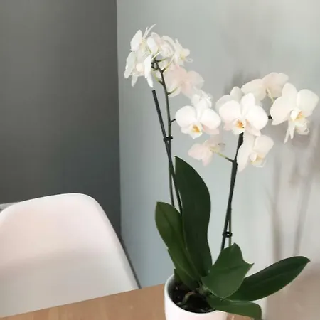 Easy Center Apartament *