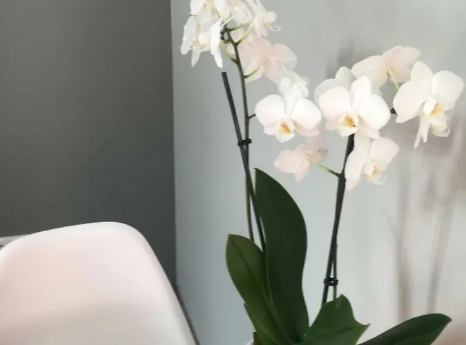 Easy Center アパート *